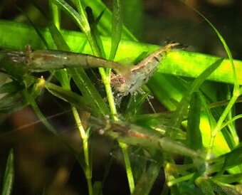 Krevetky Neocaridina palmata