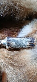 Vabnička, zajačie vrešťadlo