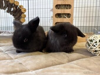 Ponúkame na rezerváciu minilop zajačikov, králičkov, zajacov - 1