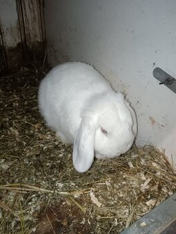 Zdrobnený baran biely modrooký.