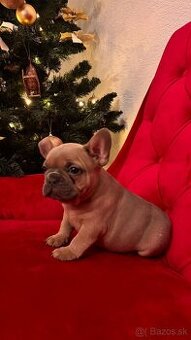 francúzsky buldoček