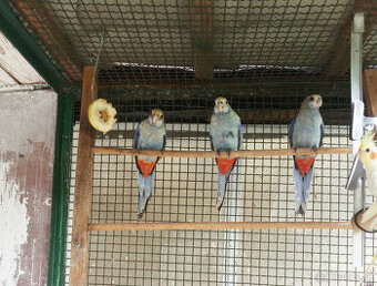 Kupim 2.0 rozelu zltohlavu