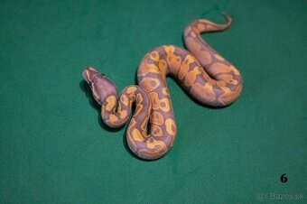 Pytón kráľovský/ Python regius