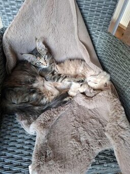 Mainska myvalia, MCO