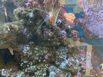 Morské akvárium - Živé skaly