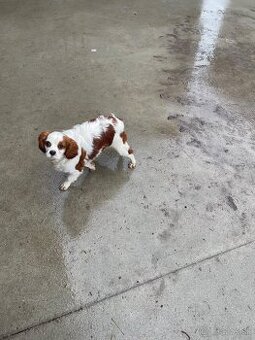 Kavalier King Charles Spaniel