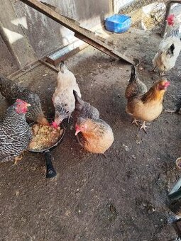 Predám sliepky 7 ks