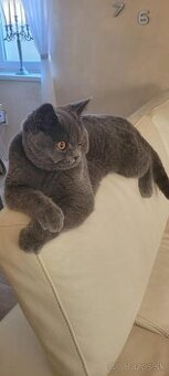 Britsky kocur krytie