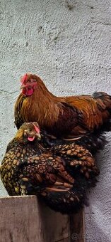 Wyandotka GSG veľká forma vajcia