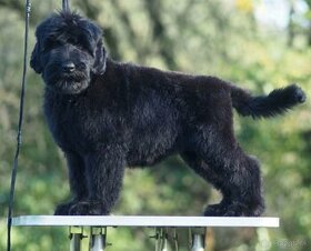 Čierny ruský teriér, šteňa, pes - 1