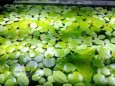 Akvarijni rostlina Limnobium spongia + Pistia stratiotes - 1