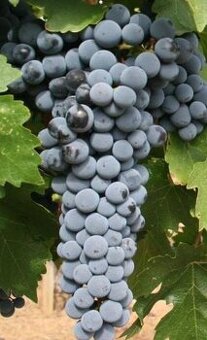Predám víno Cabernet Sauvignon