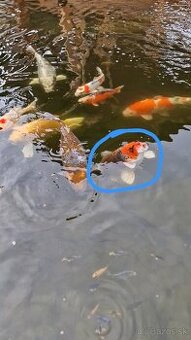 Japonský koi kapor