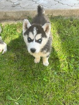 Sibírsky Husky šteniatka