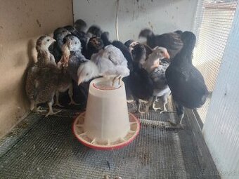 Araucana kohutiky