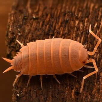 Isopody Porcellio pruinosus “Orange”