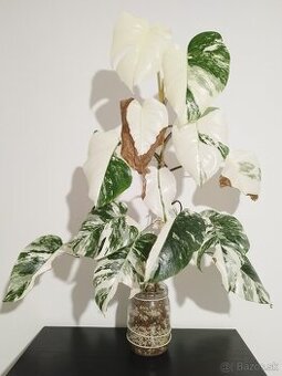 Monstera Albo Variegata a Halfmoon