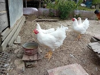 Plymutka biela