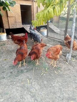 Kohúty