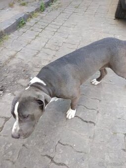 Staffordshire terrier