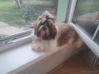 Psík shih tzu s Pp / shi-tzu / shi tzu /shitzu