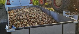 Predám cibuľu na uskladnenie 2,5€/5kg