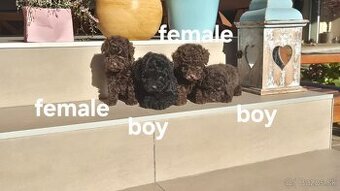 Pudel Toy Pudel pudlík