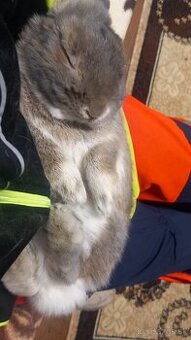 Minilop samček baranček zakrsly kralik zajacik