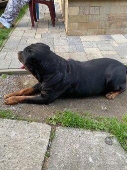 Ponúkam rotvajlera na krytie