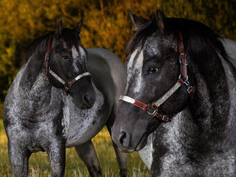 Čierny Appaloosa žrebec – pripúšťanie 2026