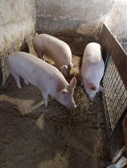 Ošípané cca 140kg