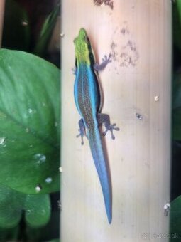 Phelsuma klemmeri