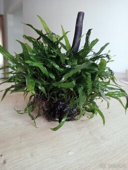 Microsorum rastlina