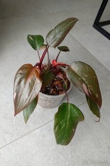 Philodendron pink princess