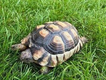 Testudo Marginata - samicka