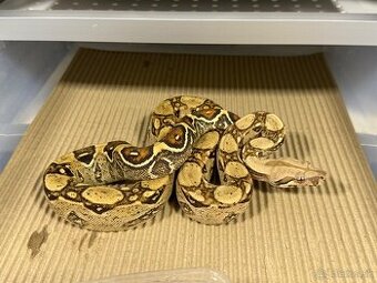 Boa Constrictor-Velhad Kralovsky