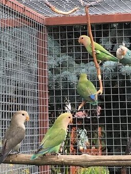 Agapornis ruzovohrdly - 1