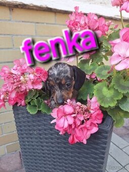 Jazvecik trpaslici-Fenka