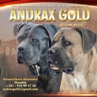 Cane corso s PP /FCI/