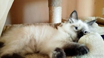 Mačiatko ragdoll - kocúrik