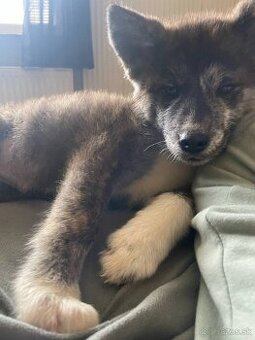 3 mesačná sučka akita
