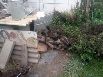 Predam indickych bezcov