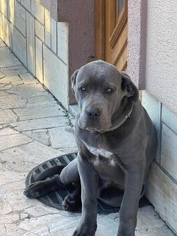 Predám šťeňa Cane Corso