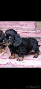 Predam Jazvecik dlhosrsty