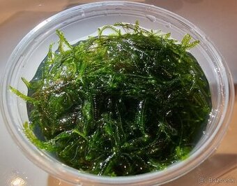 Krásny mach do akvaria bez slimakov