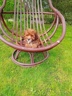 Maltipoo