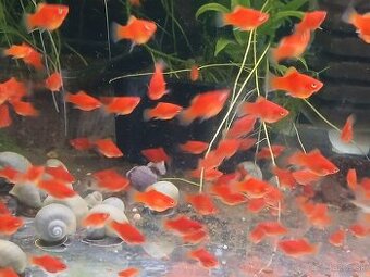 Skalare mramorové-Platy-živorodky-Ampularie