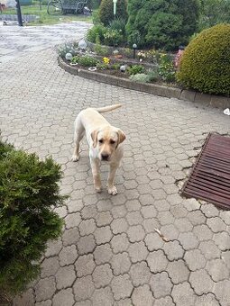 Labradorský retriver