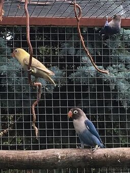 Agapornis škraboškový