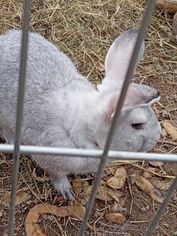 Ponúkam Pripustenie zajacov